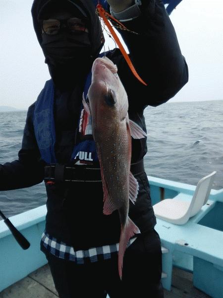 4月21日（火）　何とかマダイのお土産出来ました画像