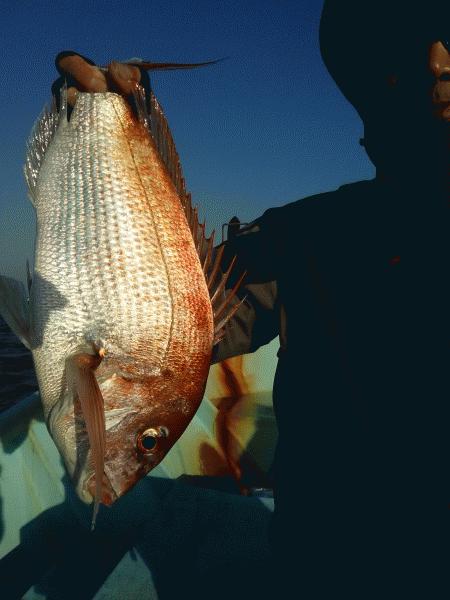 4月21日（火）　何とかマダイのお土産出来ました画像