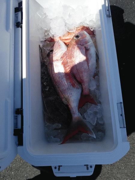 4月25日（土）　どおにか釣りにしてくれました。画像