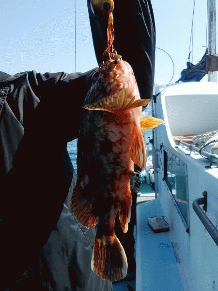 4月25日（土）　どおにか釣りにしてくれました。画像