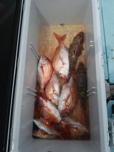 4月26日（日）　本日の釣果はマダイとイネゴチ画像
