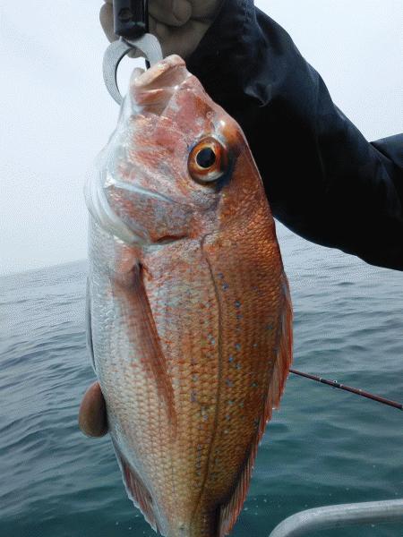 4月26日（日）　本日の釣果はマダイとイネゴチ画像