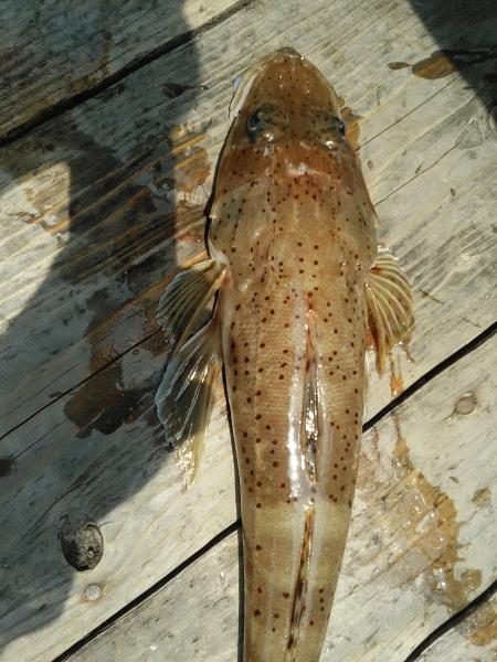 4月26日（日）　本日の釣果はマダイとイネゴチ画像