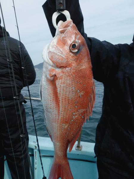 4月26日（日）　本日の釣果はマダイとイネゴチ画像