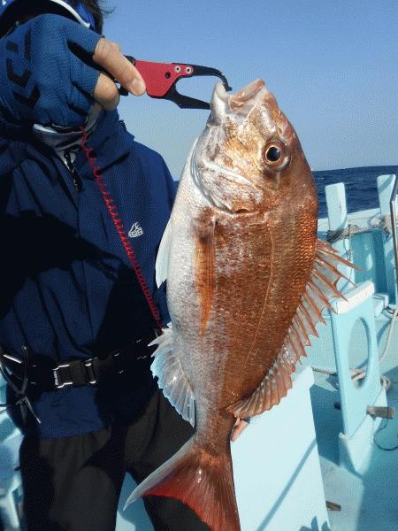 5月5日（火）　　まずまずのマダイとヒラメ画像