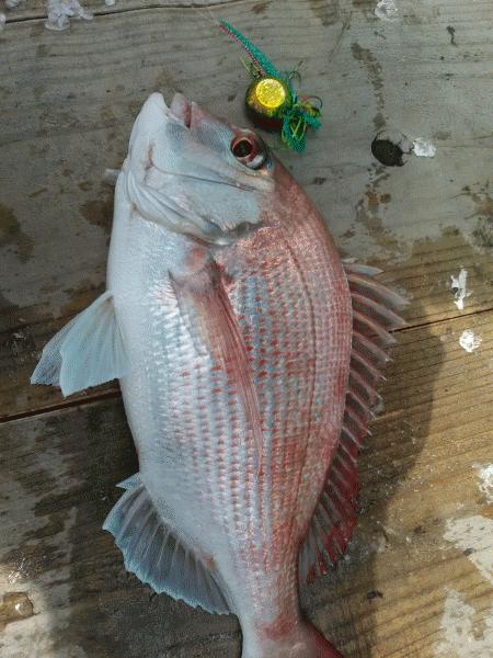 5月8日（金）　　マダイ３枚とヒラメ60㎝画像