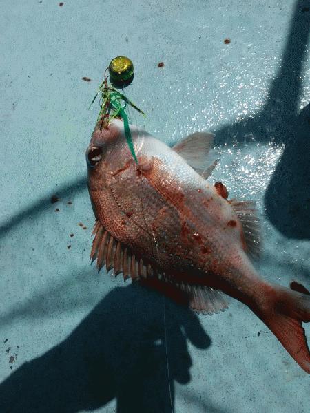 5月8日（金）　　マダイ３枚とヒラメ60㎝画像