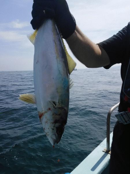 5月30日（土）ぽちぽちでした。マダイ・サワラ・ハマチ・トラフグ・マゴチ画像