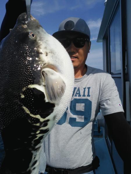 5月30日（土）ぽちぽちでした。マダイ・サワラ・ハマチ・トラフグ・マゴチ画像