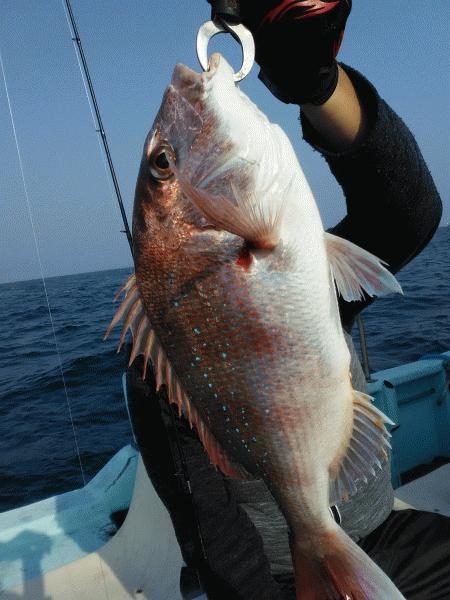 5月2日（土）　　やはりマダイでしょう！画像
