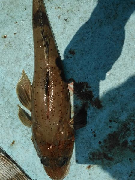 6月7日（日）　悔しい思いを・・マダイ・アイナメ・イネゴチ画像