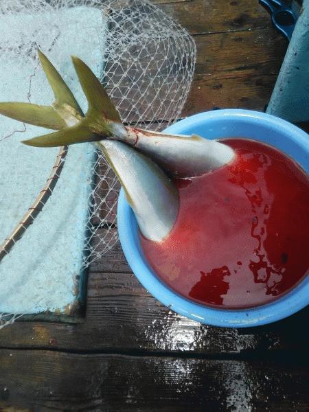 6月28日（日）　　大物は、ハマチでした。画像