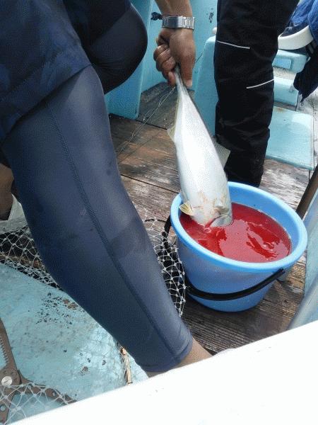 6月28日（日）　　大物は、ハマチでした。画像