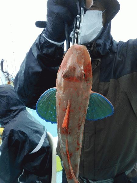 6月28日（日）　　大物は、ハマチでした。画像