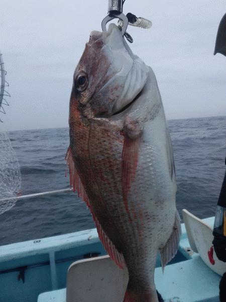7月5日（日）Good vibes・マダイ・サワラ・タチウオ・サバ・ハマチ画像