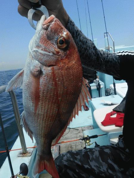 7月19日（日）まずまずの釣果マダイ・ハマチ・ヒラメ画像