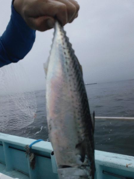 7月5日（日）Good vibes・マダイ・サワラ・タチウオ・サバ・ハマチ画像