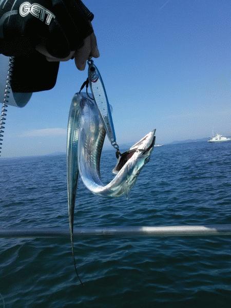 8月1日（土）タチウオの時期になりました。イシモチ・ハマチ画像