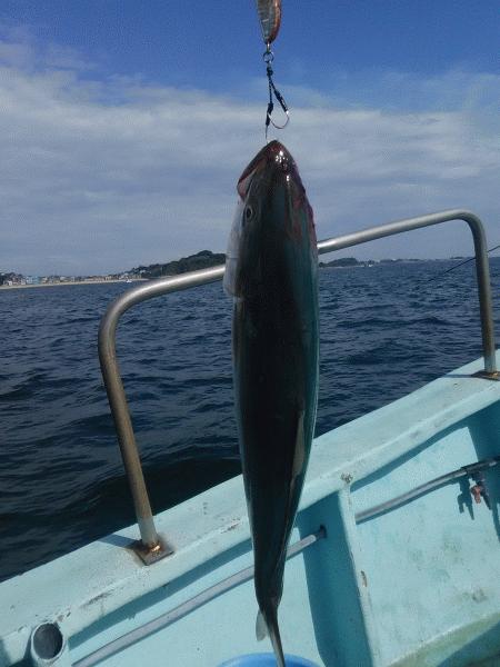 8月13日（木）まずまずの釣果サワラ・ヒラメ・ハマチ画像