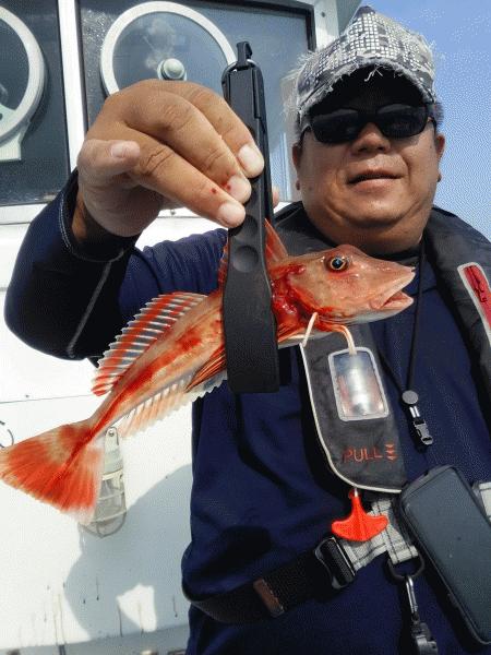 8月26日（水）ポチポチでした！サワラ・マゴチ・カサゴ・ホウボウ画像