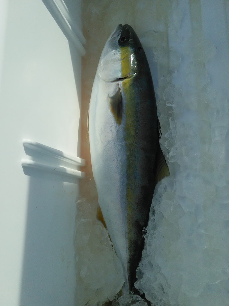 釣果情報37 愛知県師崎 伊勢湾でジギングならタイラバ船 雅一丸